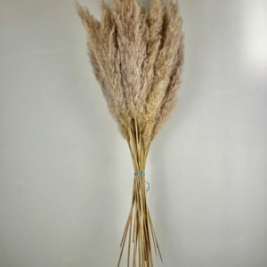 Herbes de Roseaux (1m) – Image 4